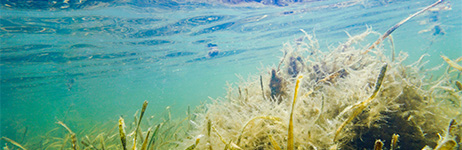Colorful coral Green stylized green glass that looks like microalgae